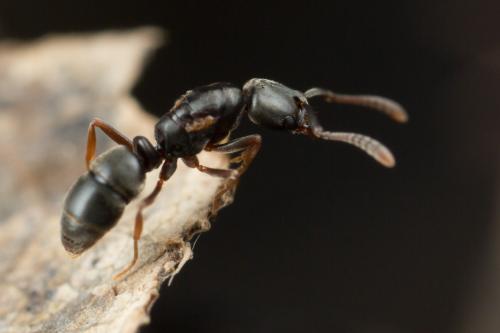 Hypoponera sp.